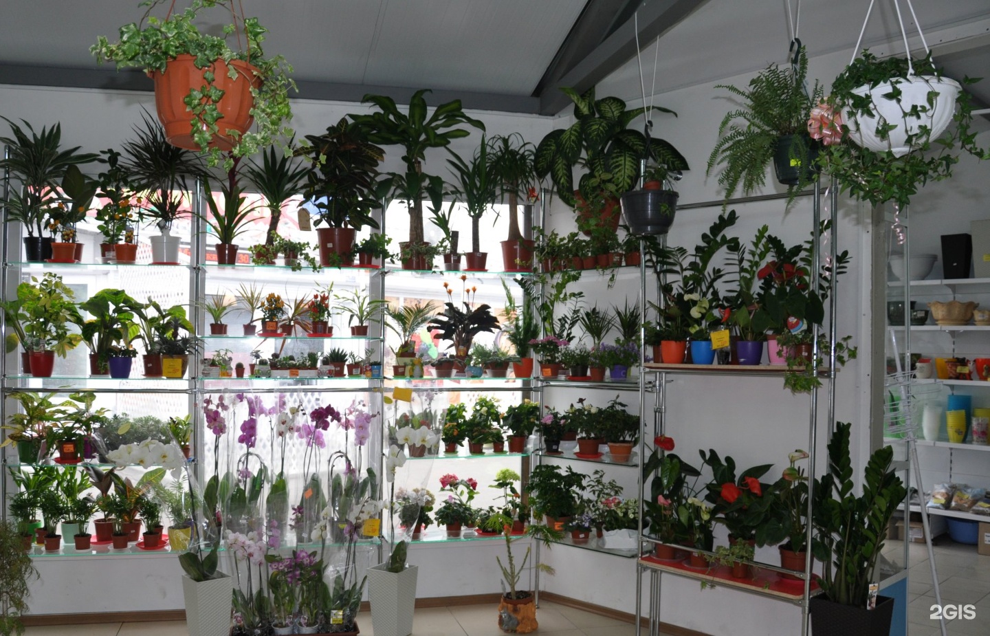 Где Можно Купить Комнатные Растения Недорого