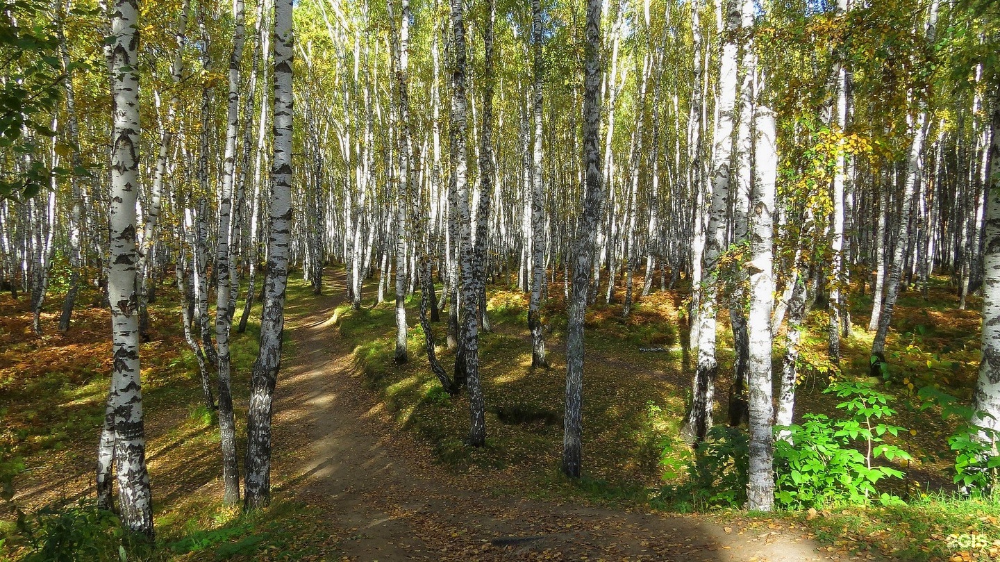 гагаринский парк в тюмени