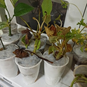 Фото от владельца Adenium Сибирь, интернет-магазин экзотических растений