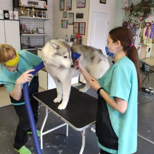 Фото от владельца Star Grooming, груминг-салон