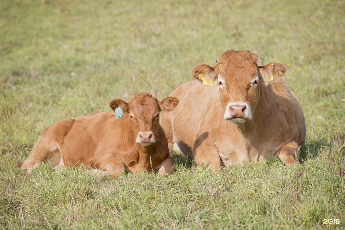калининградское животноводство