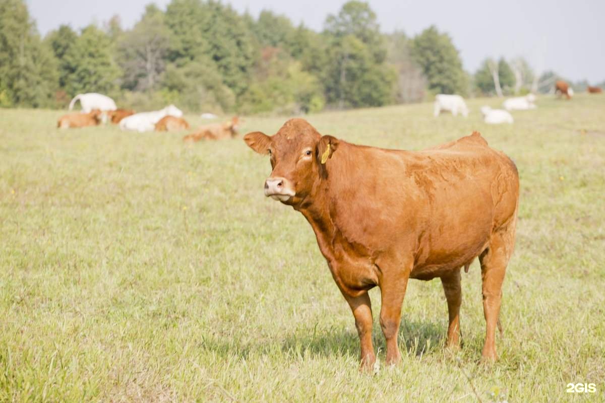 животноводство калининградской области 4 класс. калининградская область молочно мясное скотоводство. животноводство в калининградской области. выставка животных. скотоводство брянской области.