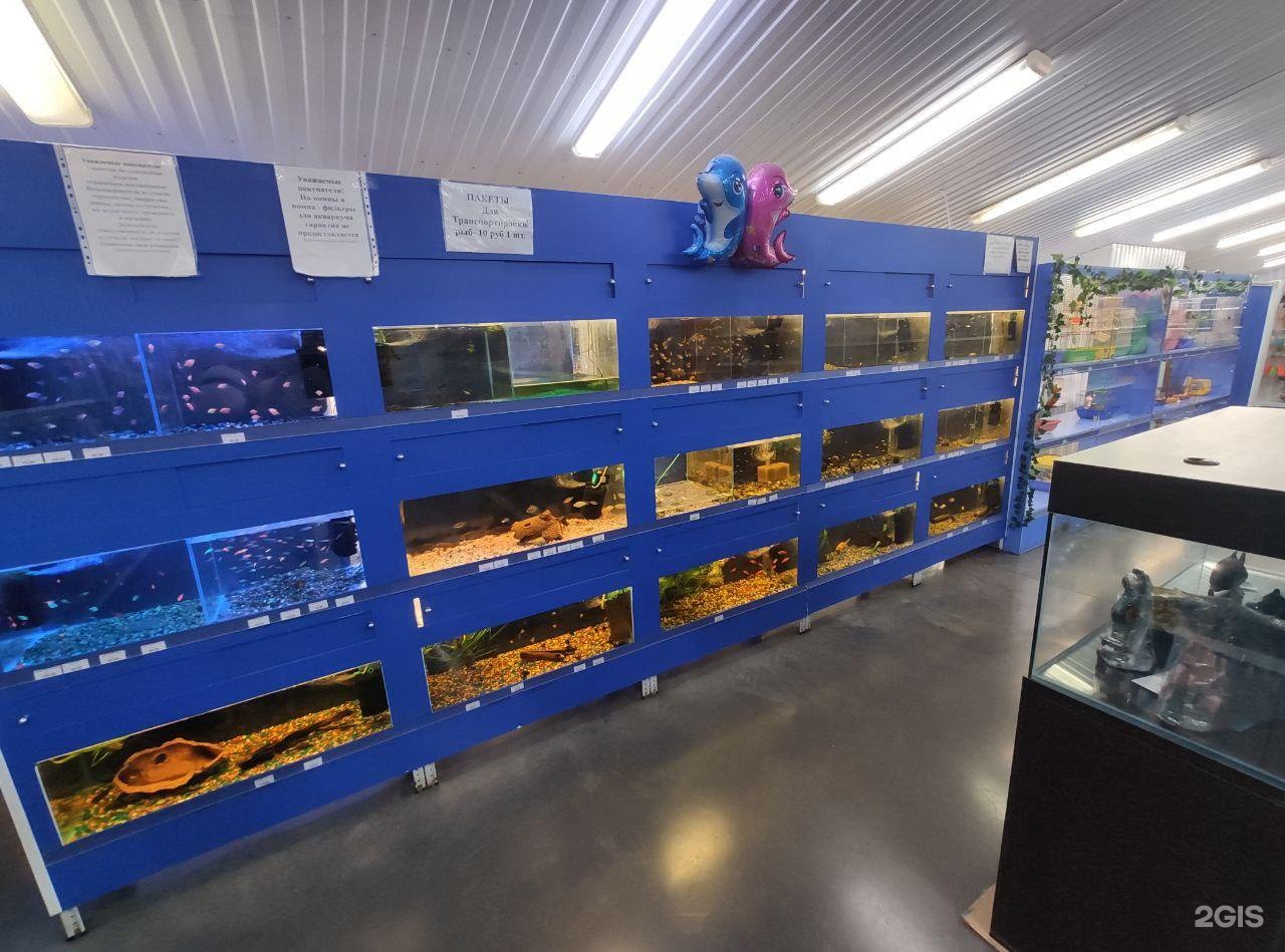 новоалтайск зоомагазины панда. зооцентр панда новоалтайск. панда новоалтайск. панда на пляже. панда новоалтайск.