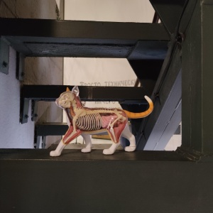 Фото от владельца Murarium, музей кошек