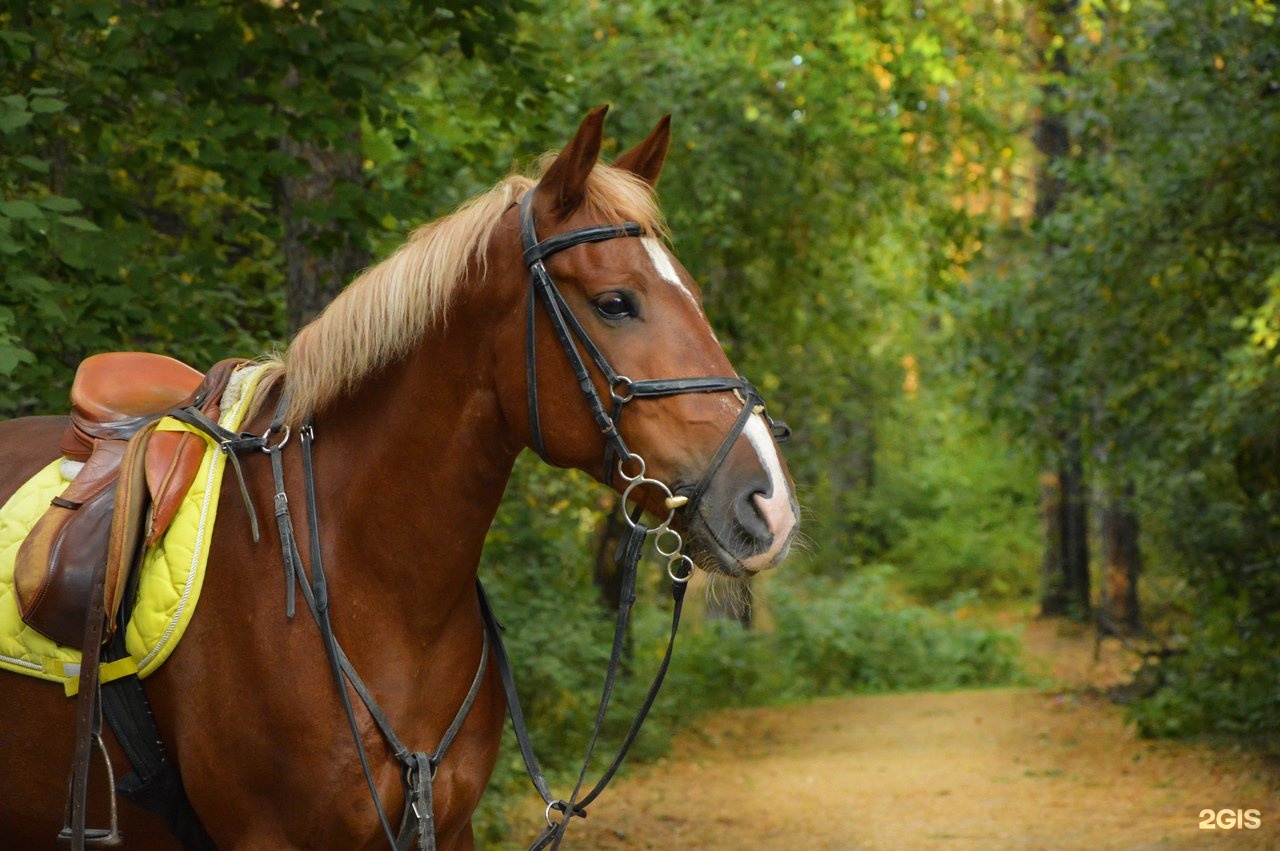 Horse екатеринбург. Ползунова 56 Екатеринбург конный клуб. Конюшня Адмирал Екатеринбург. Прокат лошадей. Белая лошадь Екатеринбург.