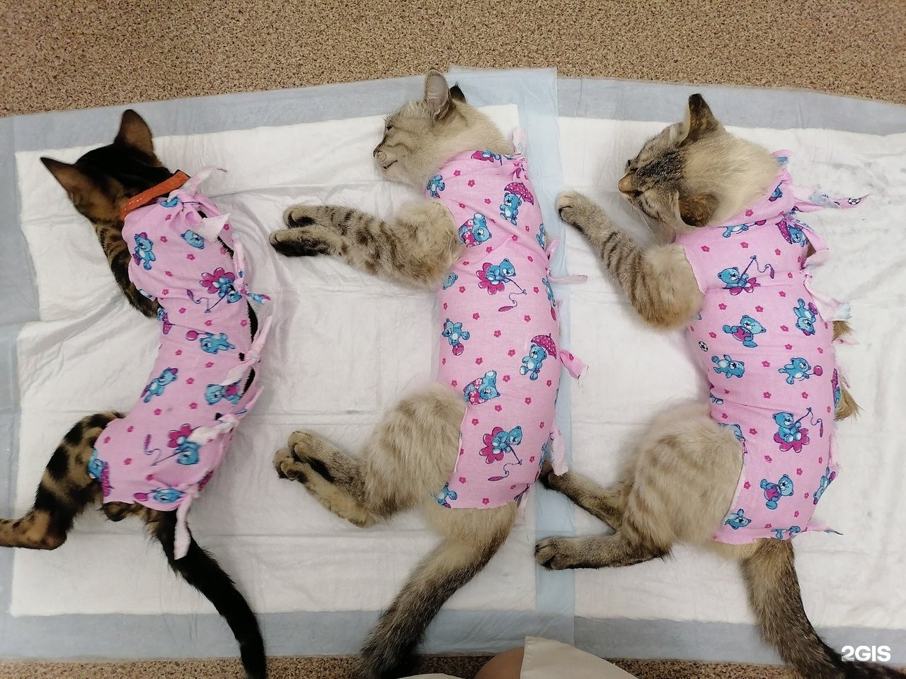 Стерилизация кошек в Кургане