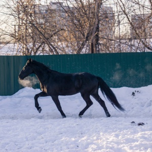 Фото от владельца Золотая подкова, конный клуб