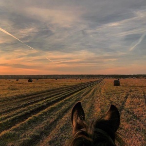 Фото от владельца Русичи, конноспортивный клуб