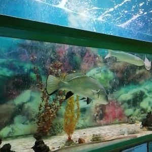 Фото от владельца Батискаф, морской аквариум