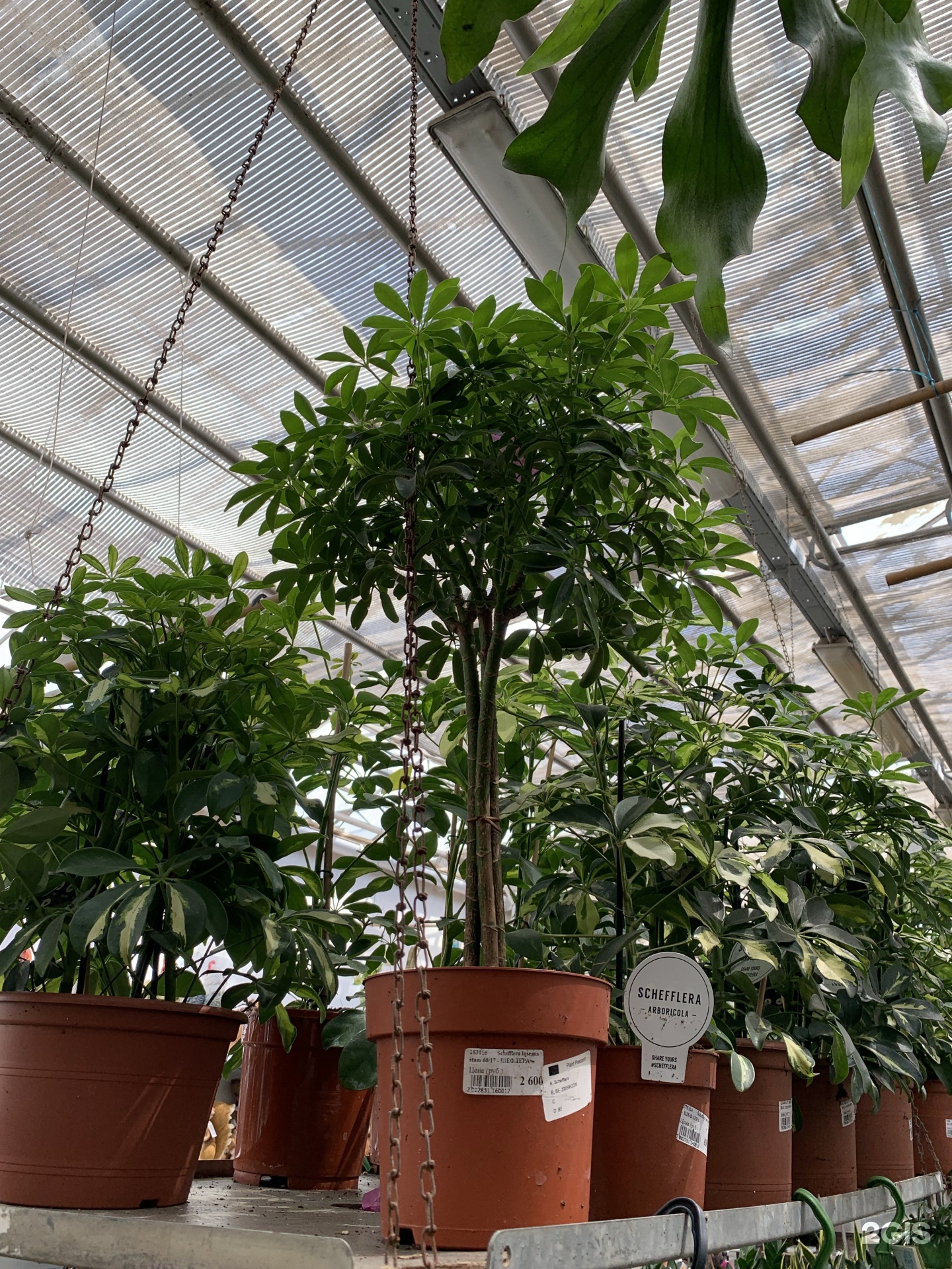 Атарбекова 3 краснодар садовый центр. Садовый центр на атарбекова краснодар. Садовый центр краснодар. Краснодар теплицы атарбекова. Атарбекова 3 садовый центр.