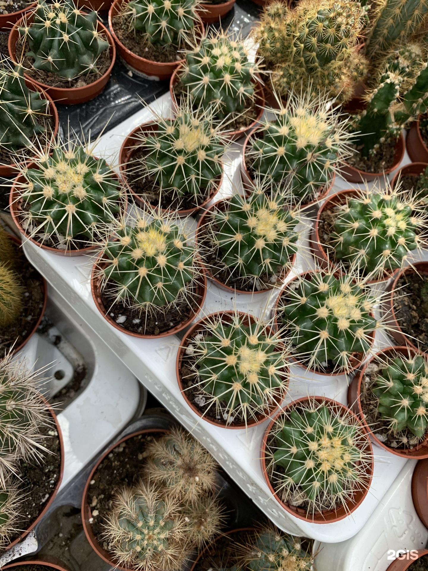 Садовый центр, краснодар, улица атарбекова. Садовый центр на атарбекова. Садовый центр на уральской краснодар. Садовый центр на атарбекова краснодар каталог товаров. Атарбекова 3 садовый центр.