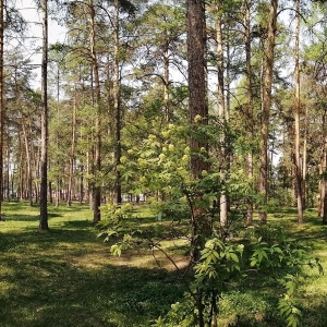 Фото от владельца Центральный парк культуры и отдыха им. Ю.А. Гагарина