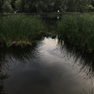 Фото от владельца Воронежские озера, парк