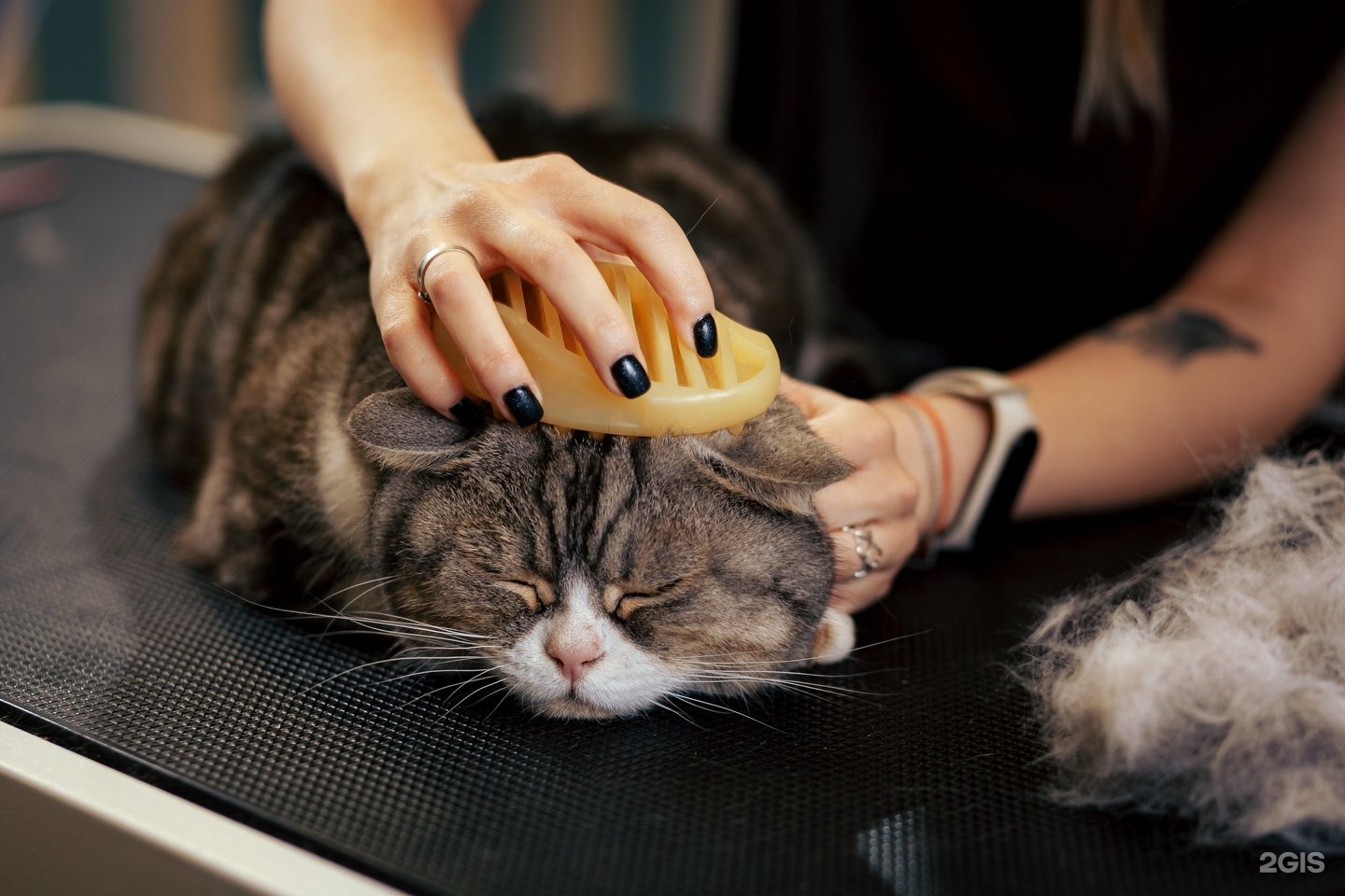 Грумминг оренбург. Груминг Оренбург. Polish Cat. Cat Grooming Kit.