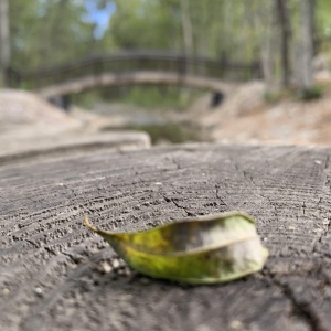 Фото от владельца Городской парк культуры и отдыха им. Ю.А. Гагарина