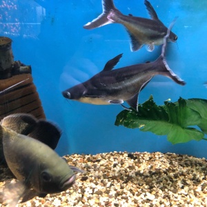 Фото от владельца Мир аквариума, специализированный магазин