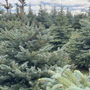 Фото от владельца Братья Green, группа компаний