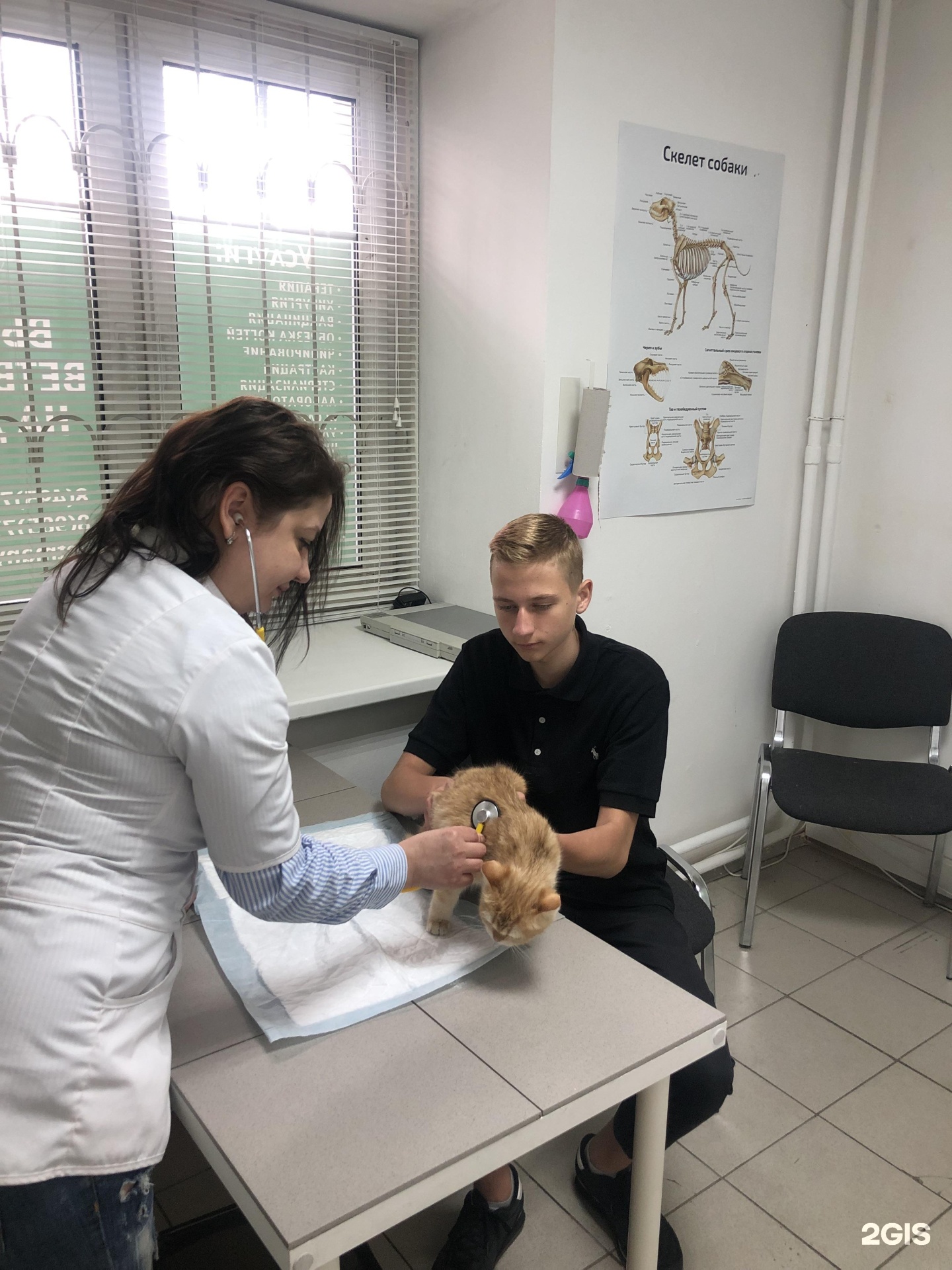 Ветклиники Одинцово