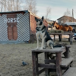 Фото от владельца Каприоль, конный клуб