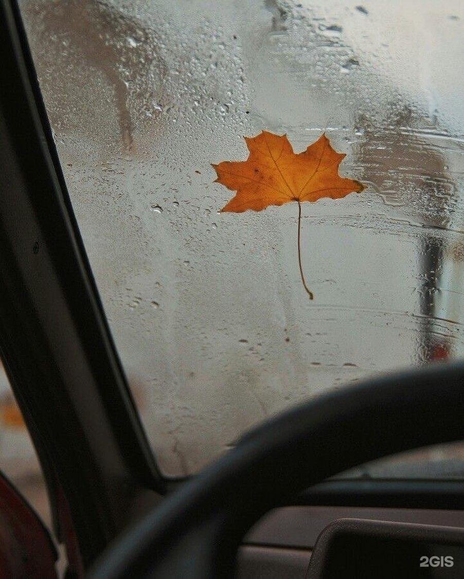 Осенний лист на стекле машины