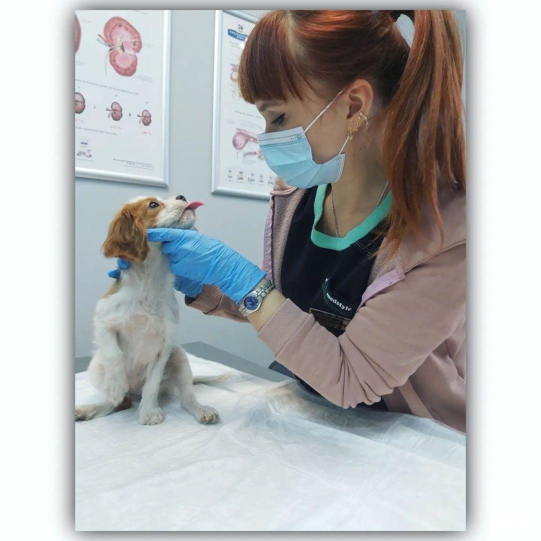 Зоомаг миасс. Ветклиника вивавет миасс. Зоомаг миасс. Зоодом ангарск. Картина ветеринар со слоном.