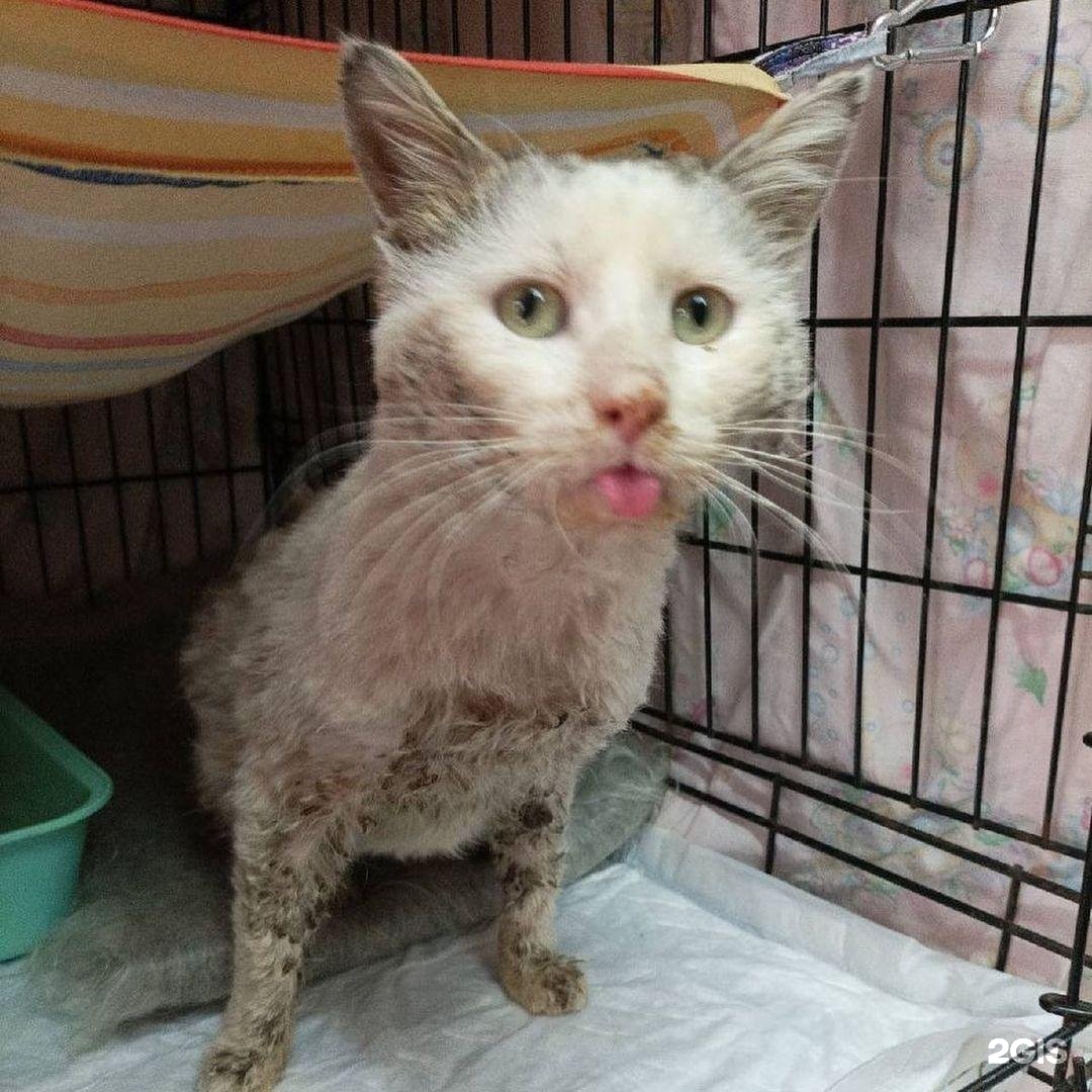 лохматый друг заречный. лохматый друг заречный пензенской. фото отлова безнадзорных собак. фонд помощи приютам животных. лохматый друг заречный пензенской.