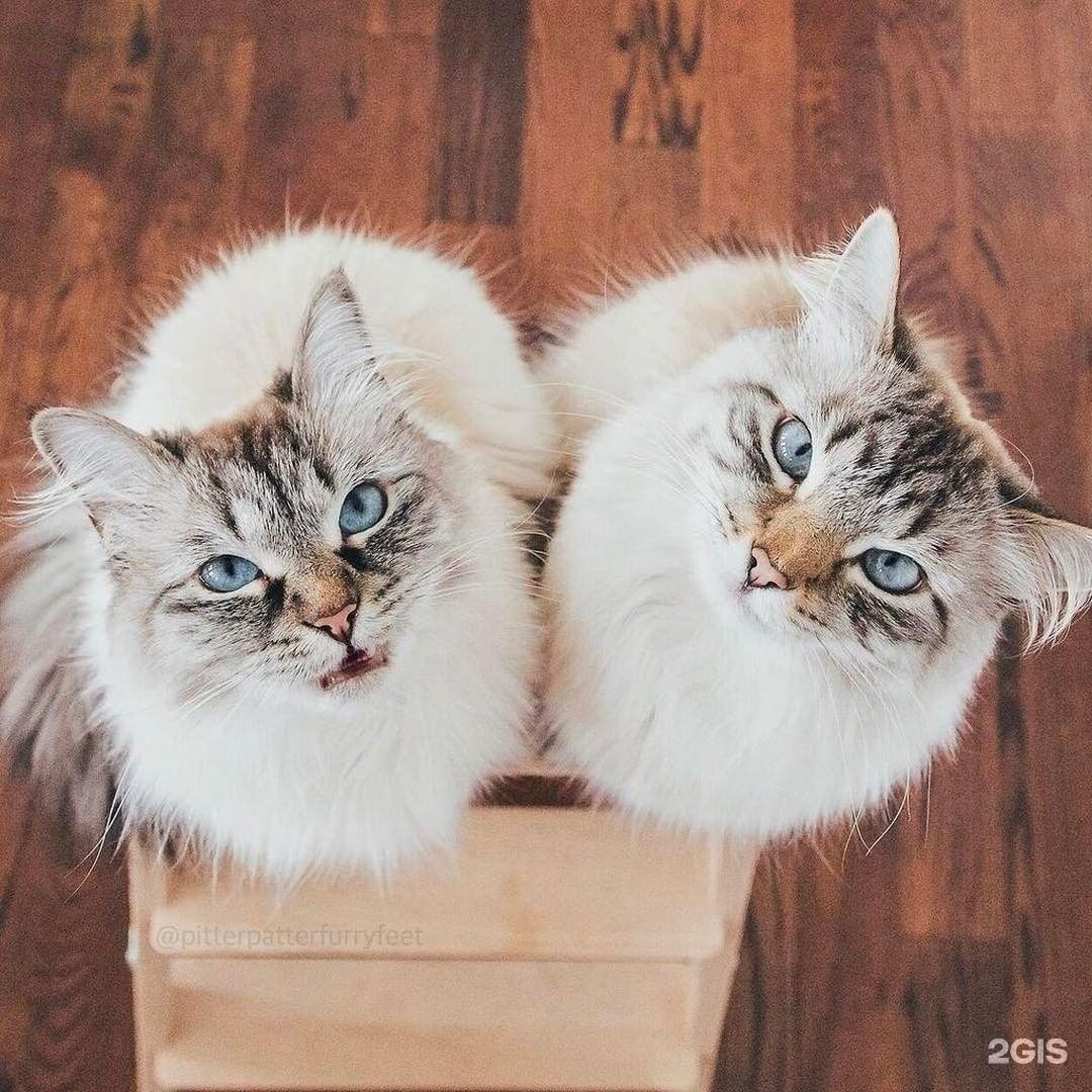 Парные фотки котов