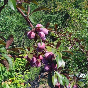 Фото от владельца Байкал Флора, питомник плодовых и декоративных растений