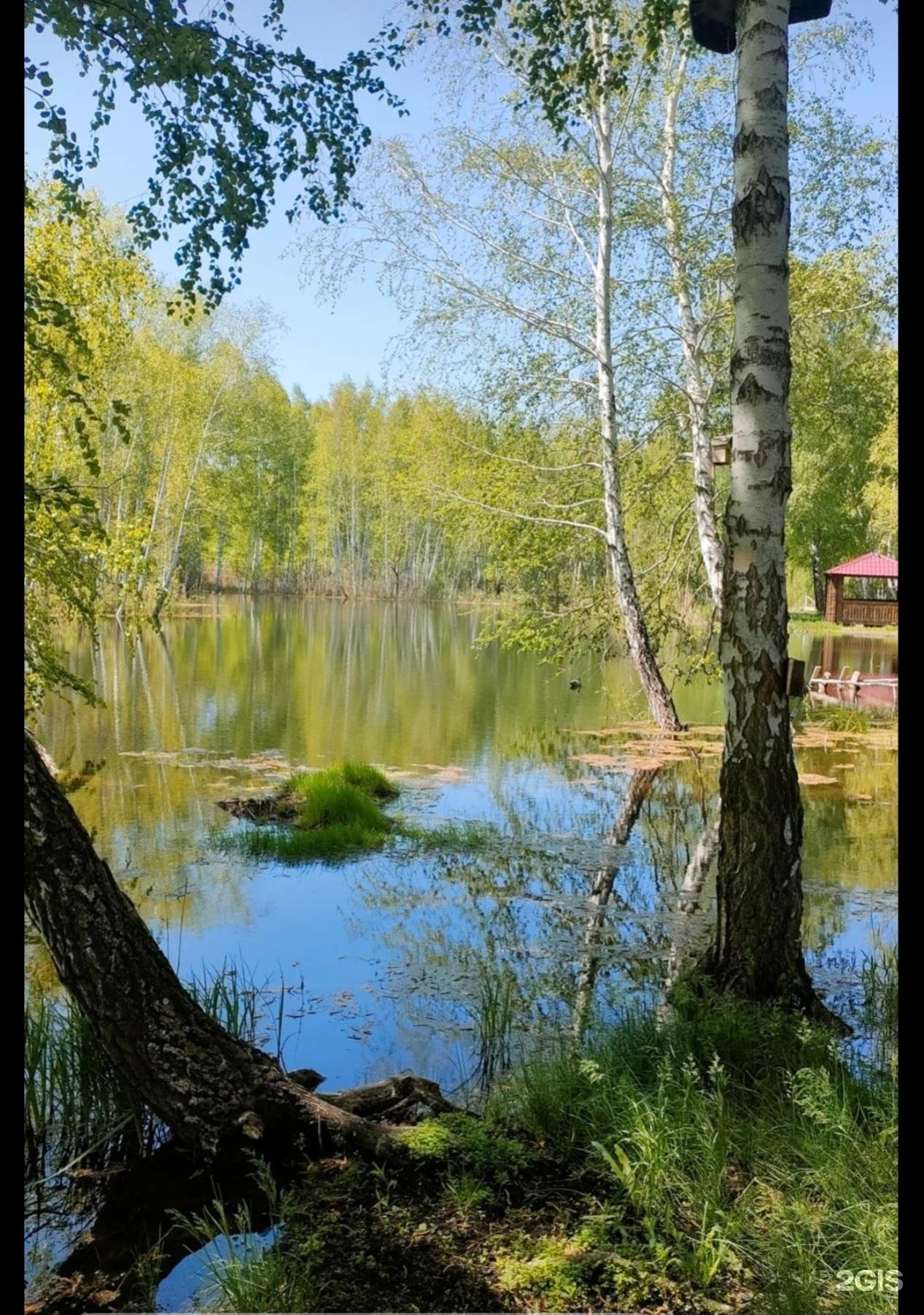 Боровлянка