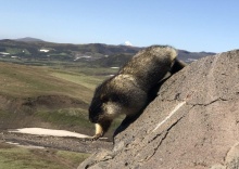 Петропавловск-Камчатский: Отель Начальник Камчатки