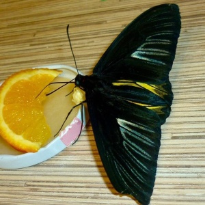 Фото от владельца Компания по доставке живых бабочек