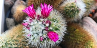 Санаторное: Санаторий Синегорские минеральные воды