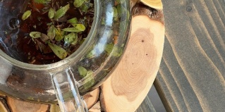 Тарусский район: Глэмпинг Дыши лесом