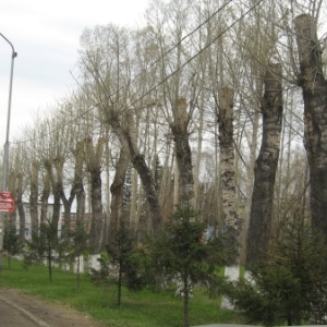 Фото от владельца ТЕХНОСФЕРА, ООО, фирма по уборке снега и спилу деревьев
