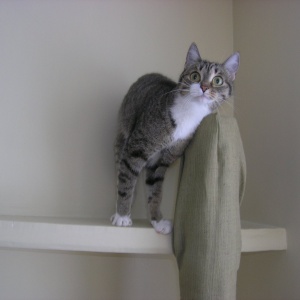 Фото от владельца Cat House, специализированная гостиница для кошек