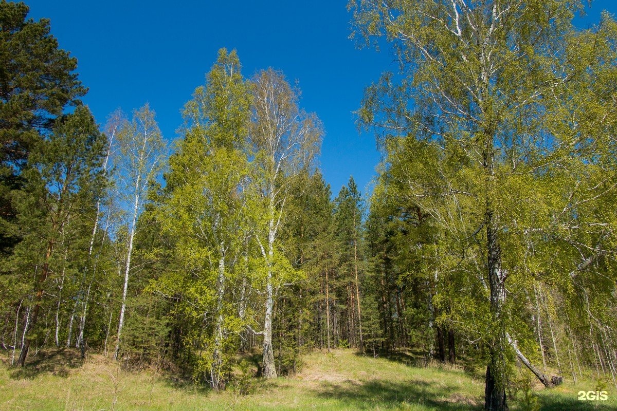 Малая поляна нижегородская область. ДНТ малые Поляны Новосибирск. Малые Поляны. Майская Поляна Каменск-Уральский. Маленькая Поляна.