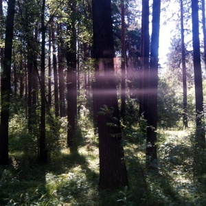 Фото от владельца Заельцовский, парк культуры и отдыха