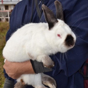 Фото от владельца Кролики из Улыбино, ООО, ферма акселерационного кролиководства