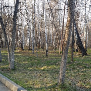 Фото от владельца Бугринская роща, парк культуры и отдыха