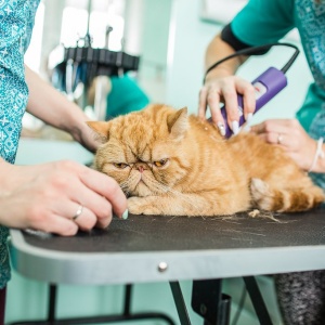 Фото от владельца Marselle-Pets, груминг-салон