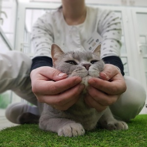 Фото от владельца МяуХаус, гостиница для кошек