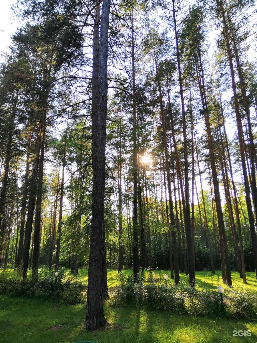 боровецкий лес в набережных челнах