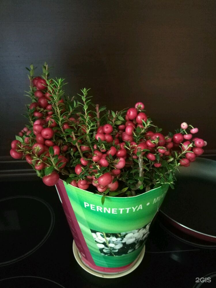 Лечебные растения для дошкольников. Клевер цветет. Травяные сборы. Правила ухода за комнатными растениями. Растения пр 1.