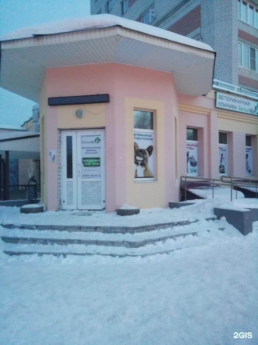 Электросталь белый кот
