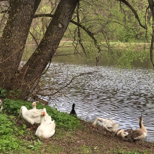 Фото от владельца Царицыно, парк культуры и отдыха