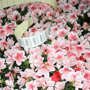 Фото от владельца Флорс, цветочный салон