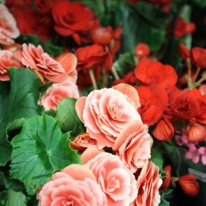 Фото от владельца Флорс, цветочный салон