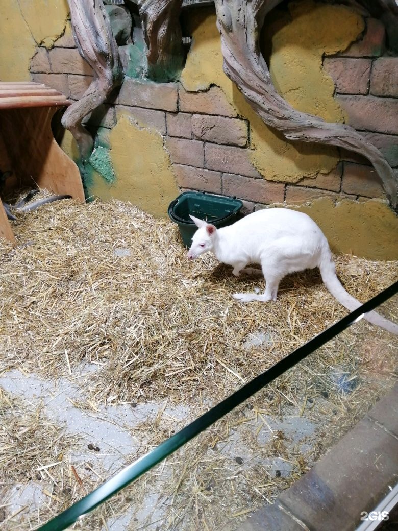 белый кенгуру контактный зоопарк