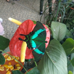 Фото от владельца Дом бабочек, выставочный центр живых бабочек