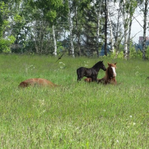 Фото от владельца Royal Horse, конный клуб